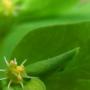 Petty Spurge (Euphorbia peplus): Originally from Europe, this tiny flowered ground cover likes to grow in the shade.